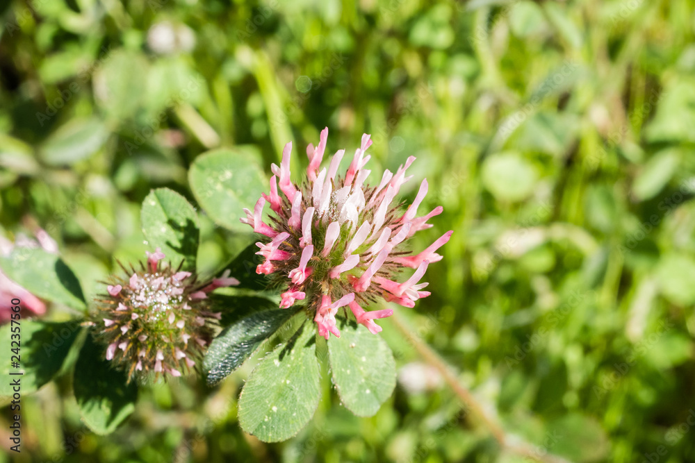 Close up of Rose clover (Trifolium hirtum) wildflowers blooming on a field, San Francisco bay area, California Close up of Rose clover (Trifolium hirtum) wildflowers blooming on a field, San Francisco bay area, California