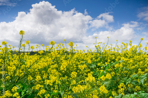 Black mustard field, Coyote Hills Regional Park, San Francisco bay, California