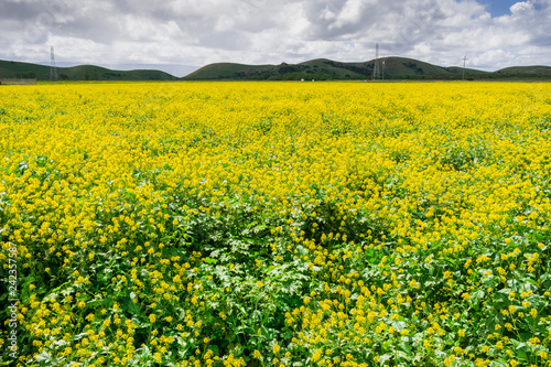 Black mustard field, Coyote Hills Regional Park, San Francisco bay, California © Sundry Photography
