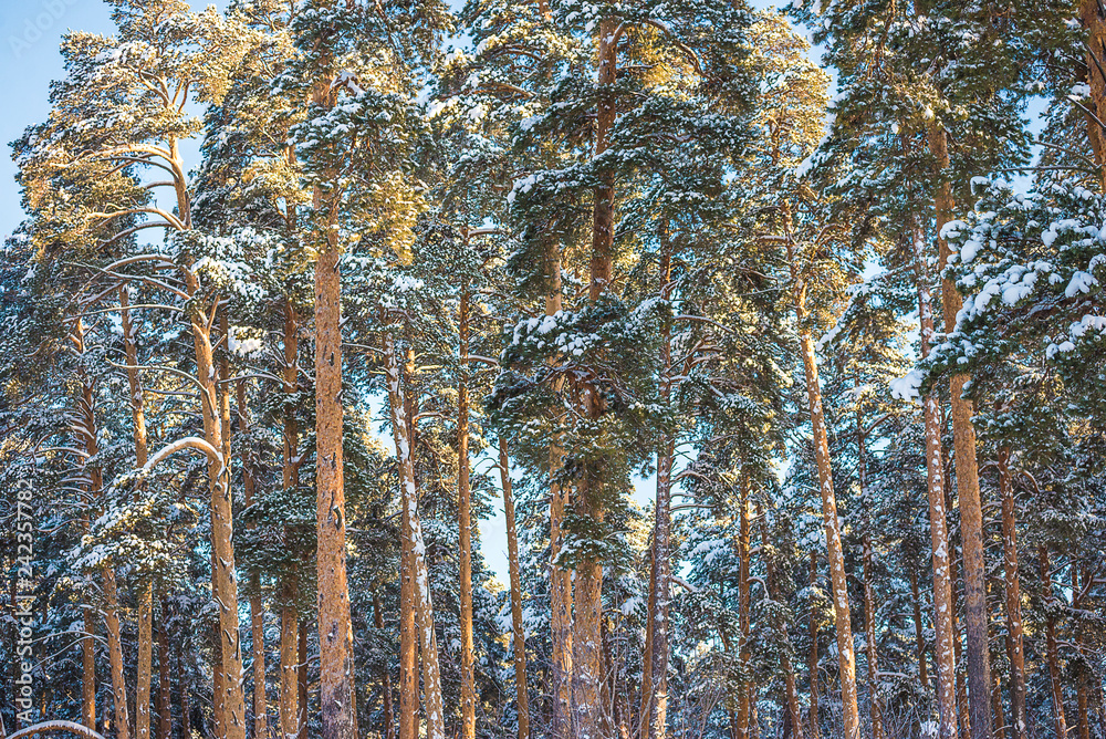 Fototapeta premium Pine trees covered by fresh snow