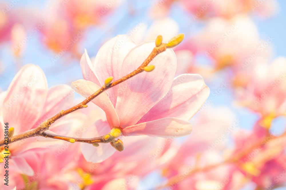 Obraz premium Magnolia blossom