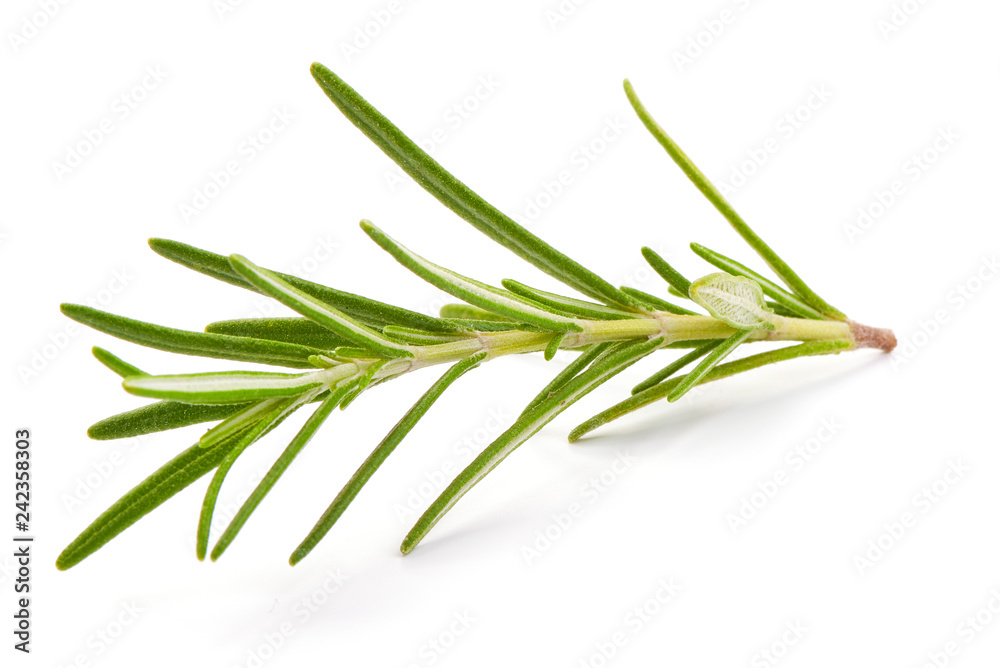 Fresh green sprig of rosemary, close-up, isolated on a white background Fresh green sprig of rosemary, close-up, isolated on a white background