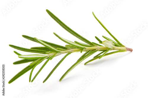 Fresh green sprig of rosemary, close-up, isolated on a white background