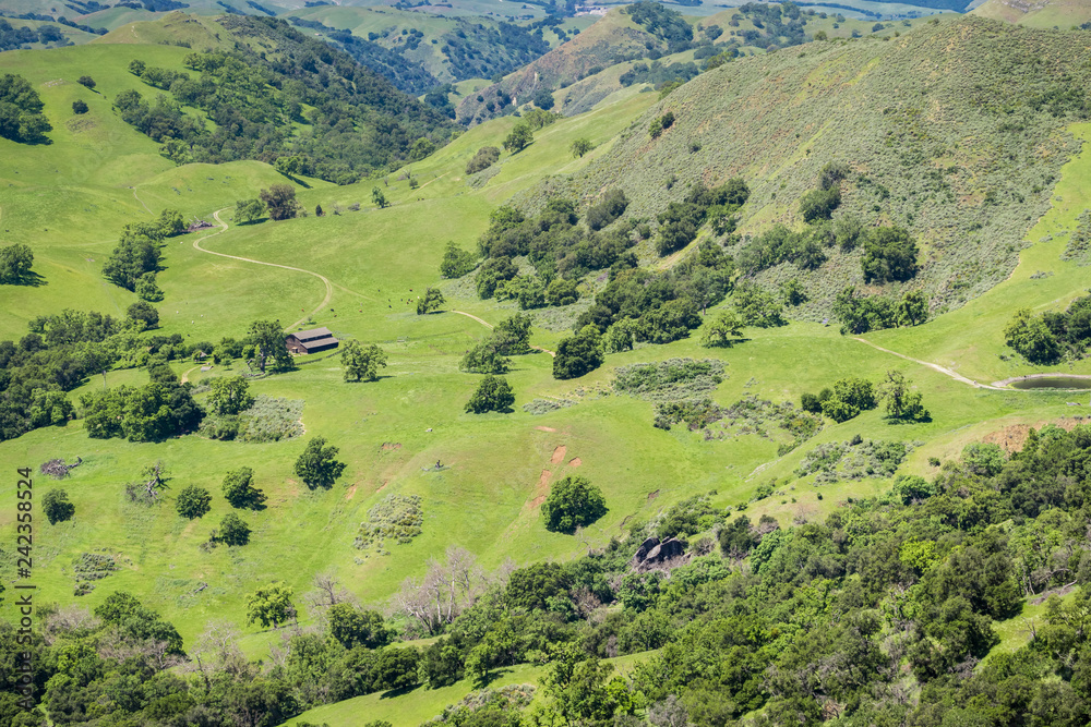 Verdant hills and valleys, cattle grazing and old farm house, Sunol Regional Wilderness, San Francisco bay area, California