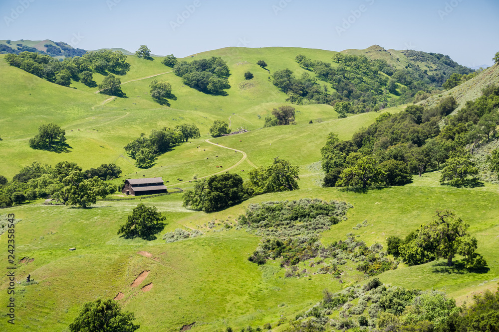 Verdant hills and valleys, cattle grazing and old farm house, Sunol Regional Wilderness, San Francisco bay area, California