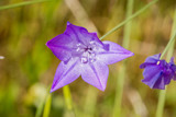 Ithuriel's spear (Triteleia laxa) blooming in Stebbins Cold Canyon, Napa Valley, California