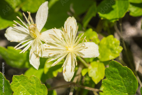 Clematis lasiantha (Pipestem Clematis) blooming in spring, Stebbins Cold Canyon, Napa Valley, California