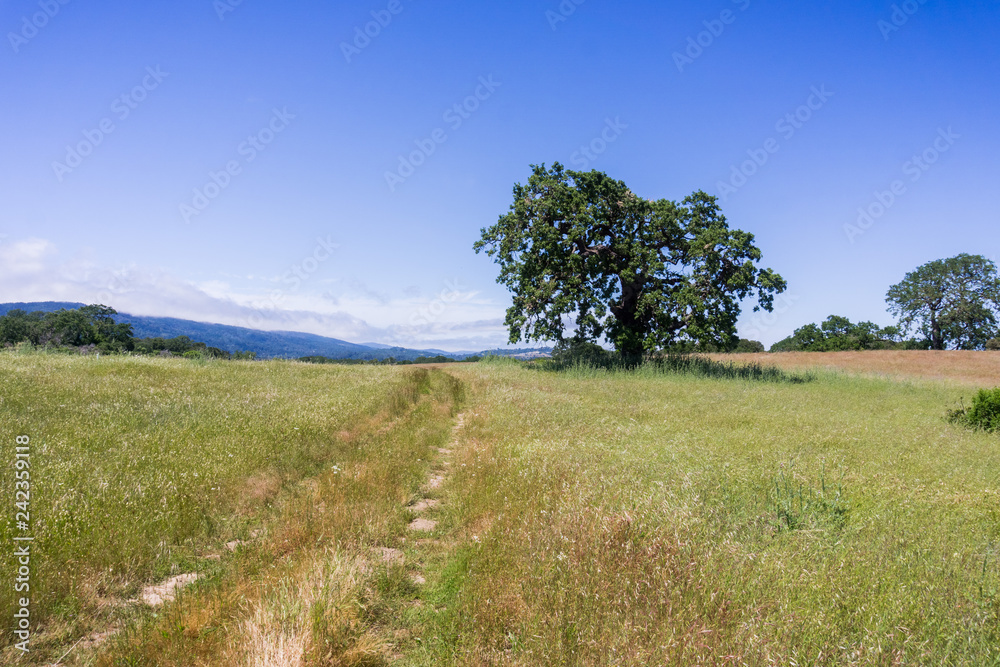 Hiking trail through grasslands, San Francisco bay area, California Hiking trail through grasslands, San Francisco bay area, California