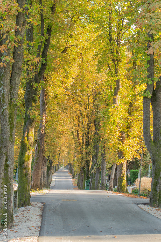 Naklejka premium Calle estrecha sin gente, en presepectiva, con arboleda en otoño