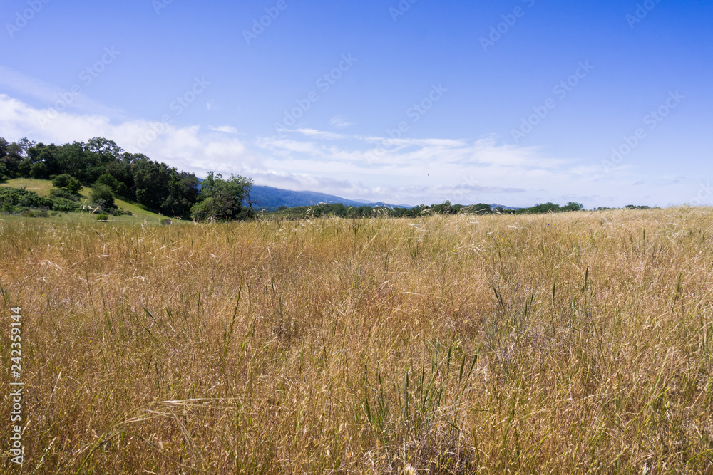 Grasslands view, San Francisco bay area, California