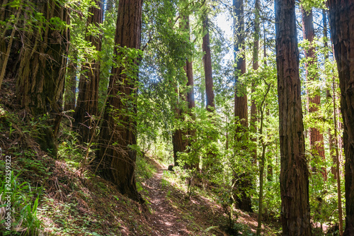 Redwood forest  Pescadero Creek County Park  San Francisco bay  California