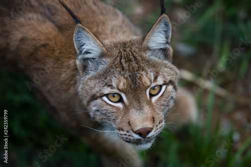 Lynx © Fernando Monreal 