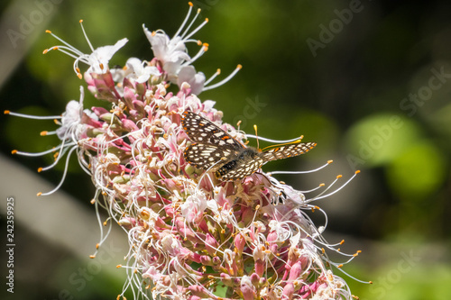 Variable checkerspot butterfly (Euphydryas chalcedona) sipping nectar from Californiania buckeye flowers (Aesculus californica) photo