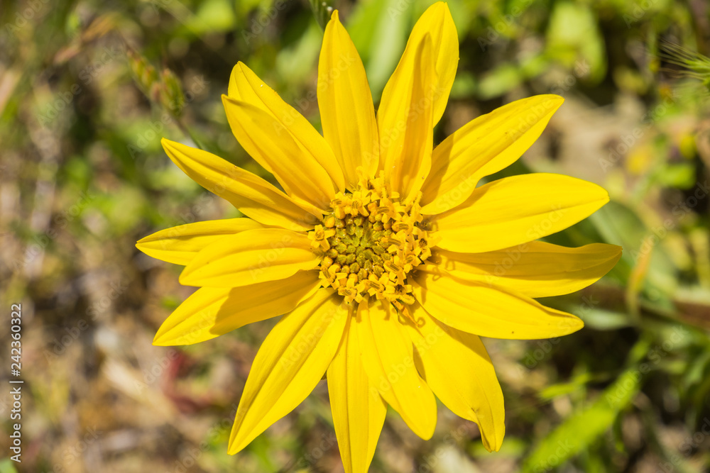 Narrow Leaf Mule Ears (Wyethia angustifolia), California Narrow Leaf Mule Ears (Wyethia angustifolia), California