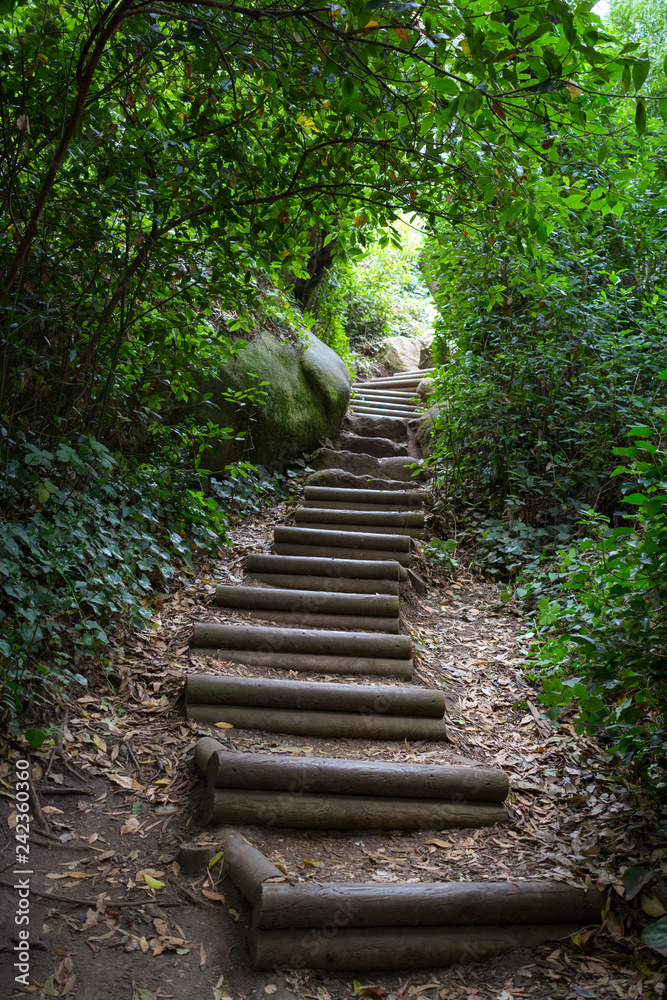 Wooden steps of stairs in summer green forest Wooden steps of stairs in summer green forest