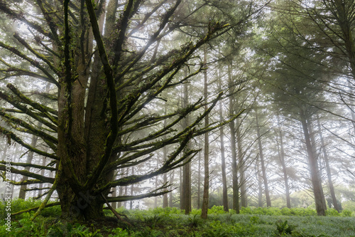 Forest engulfed by fog  San Francisco bay  California