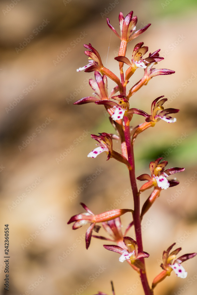 Spotted coralroot (Corallorhiza maculata) blooming in the forests of San Francisco bay, California