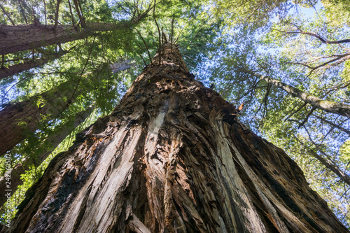 Tall Redwood tree (Sequoia sempervirens), California © Sundry Photography