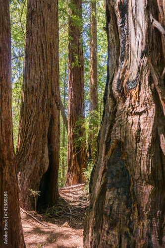 Redwood trees forest (Sequoia sempervirens), San Francisco bay area, California
