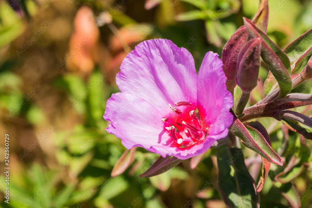 Close up of Clarkia Rubicunda (Farewell to spring, Reddened clarkia, Ruby chalice clarkia), Mori Point, Pacifica, California Close up of Clarkia Rubicunda (Farewell to spring, Reddened clarkia, Ruby chalice clarkia), Mori Point, Pacifica, California