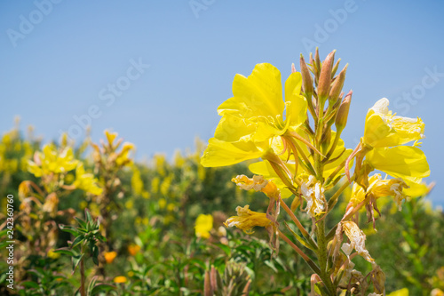 Obraz na plátně Hooker's evening primrose (Oenothera elata) wildflower blooming on the Pacific O