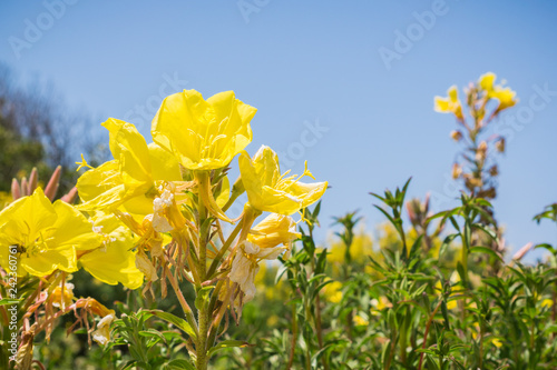 Bild auf Leinwand Hooker's evening primrose (Oenothera elata) wildflower blooming on the Pacific O