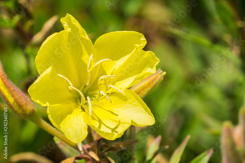 Close up of Hooker s evening primrose  Oenothera elata  wildflower blooming on the Pacific Ocean coastline  California