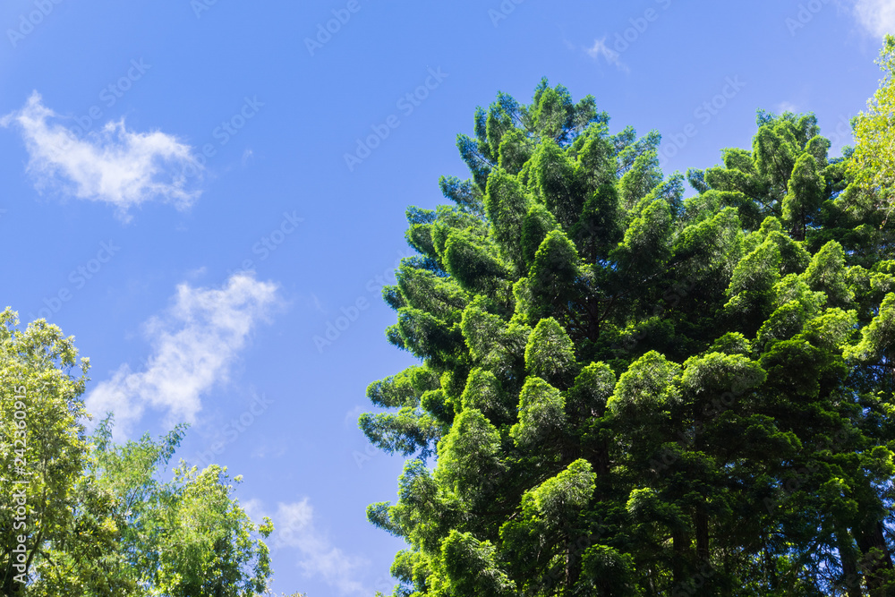 The verdant crown of an evergreen tree, on a blue sky background, California The verdant crown of an evergreen tree, on a blue sky background, California