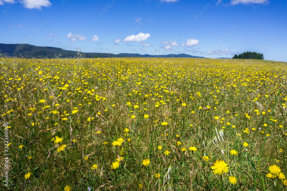 Meadow covered in yellow wildflowers, San Francisco bay Area, California