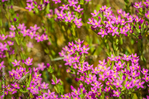 Muehlenberg's centaury (Zeltnera muehlenbergii) wildflowers blooming on the Pacific Ocean coastline, California