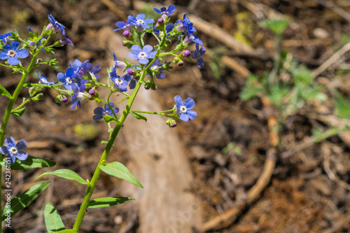 Sierra stickseed (Hackelia nervosa) blooming in Yosemite National Park, California photo