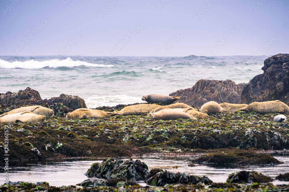 Harbor seals sitting on rocks at low tide, Fitzgerald Marine Reserve, Moss Beach, California