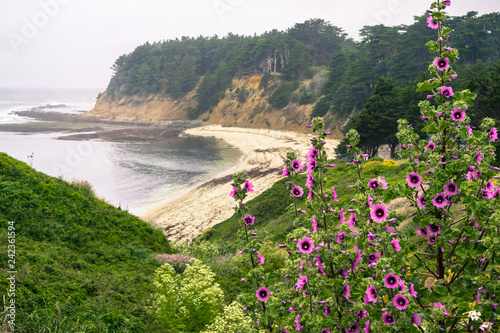 Tableau sur toile Tree Mallow (Malva Arborea) blooming on the Pacific Ocean coast, sandy beach in
