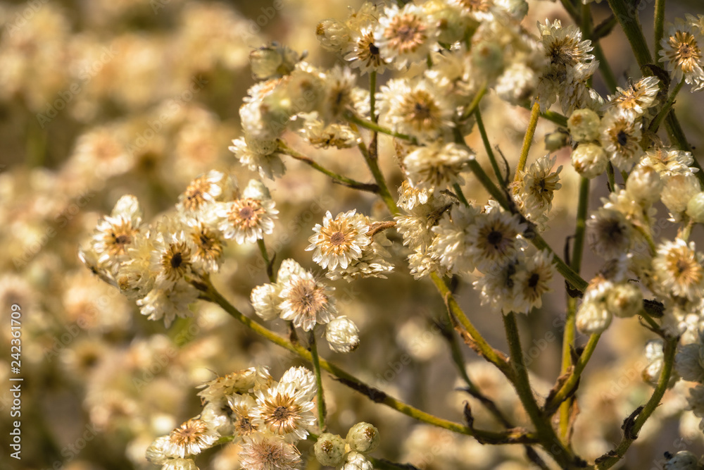 California cudweed dry wildflowers, California California cudweed dry wildflowers, California