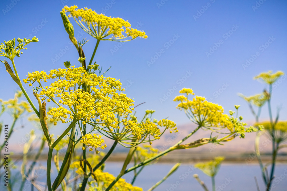 Fennel (Foeniculum vulgare) blooming wild on the levees of the marshes of San Francisco bay, California Fennel (Foeniculum vulgare) blooming wild on the levees of the marshes of San Francisco bay, California