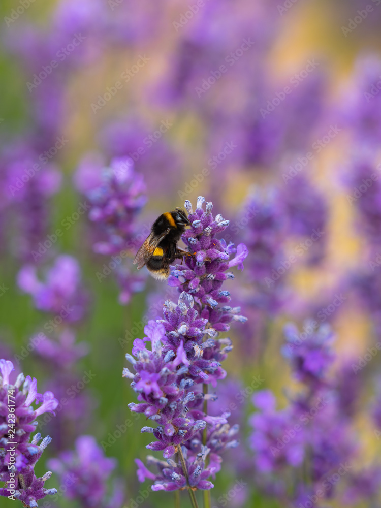 White-tailed bumblebee on Lavender in Summer White-tailed bumblebee on Lavender in Summer
