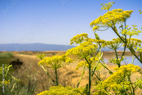 Fennel (Foeniculum vulgare) blooming wild on the levees of the marshes of San Francisco bay, California