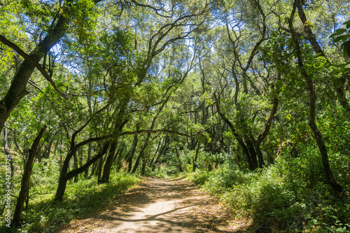 Trail through a verdant forest in Pulgas Ridge OSP, San Francisco bay, California