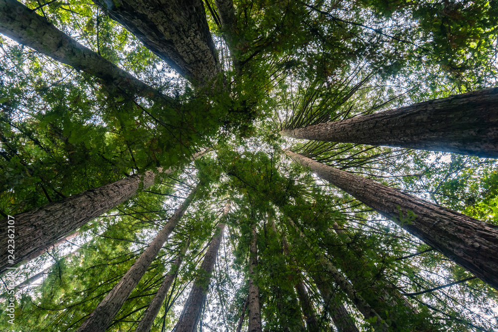 Fototapeta premium Looking up in a redwood trees (Sequoia sempervirens) forest, California