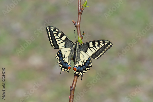 Papilionidae   K  rlang    kuyruk     Papilio machaon