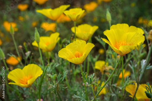 California Poppies  Eschscholzia californica  growing on a meadow  south San Francisco bay  California