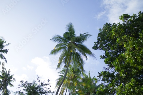 Palms with coconuts and blue sky background  Ari Atoll  Maldives 