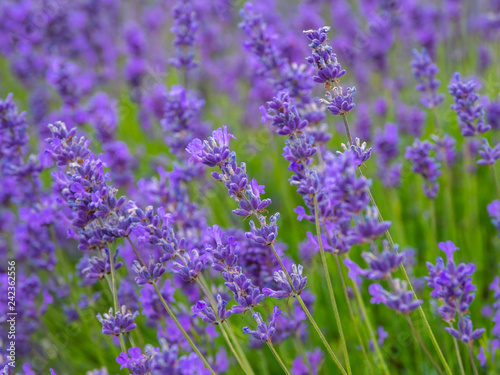 Lavender in Summer