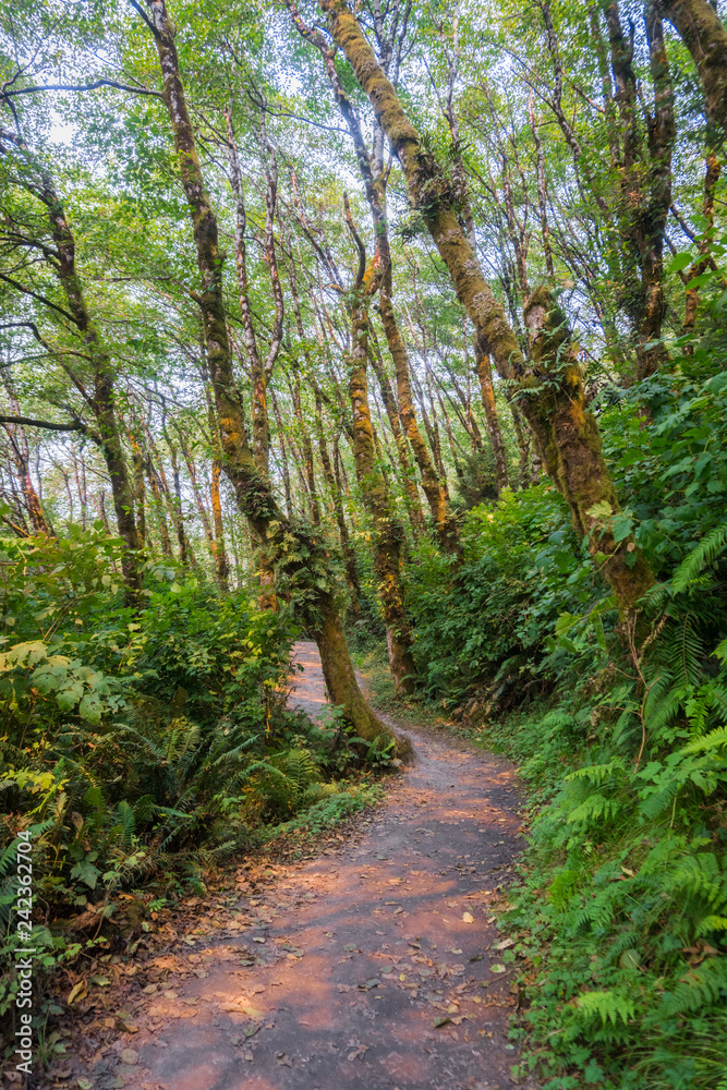 Hiking path through a verdant forest, Prairie Creek Redwoods State Park, California Hiking path through a verdant forest, Prairie Creek Redwoods State Park, California