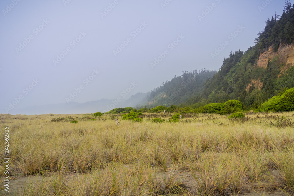 Foggy Coastal landscape in Prairie Creek Redwoods State Park, Northern California