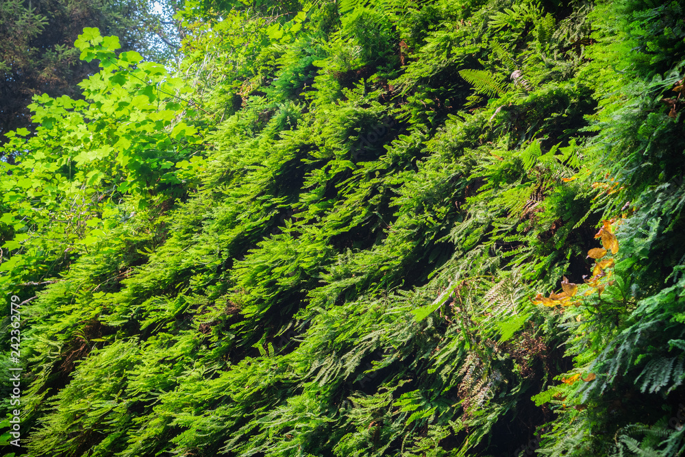 Canyon walls covered in five finger ferns, Fern Canyon, Prairie Creek Redwoods State Park, California Canyon walls covered in five finger ferns, Fern Canyon, Prairie Creek Redwoods State Park, California
