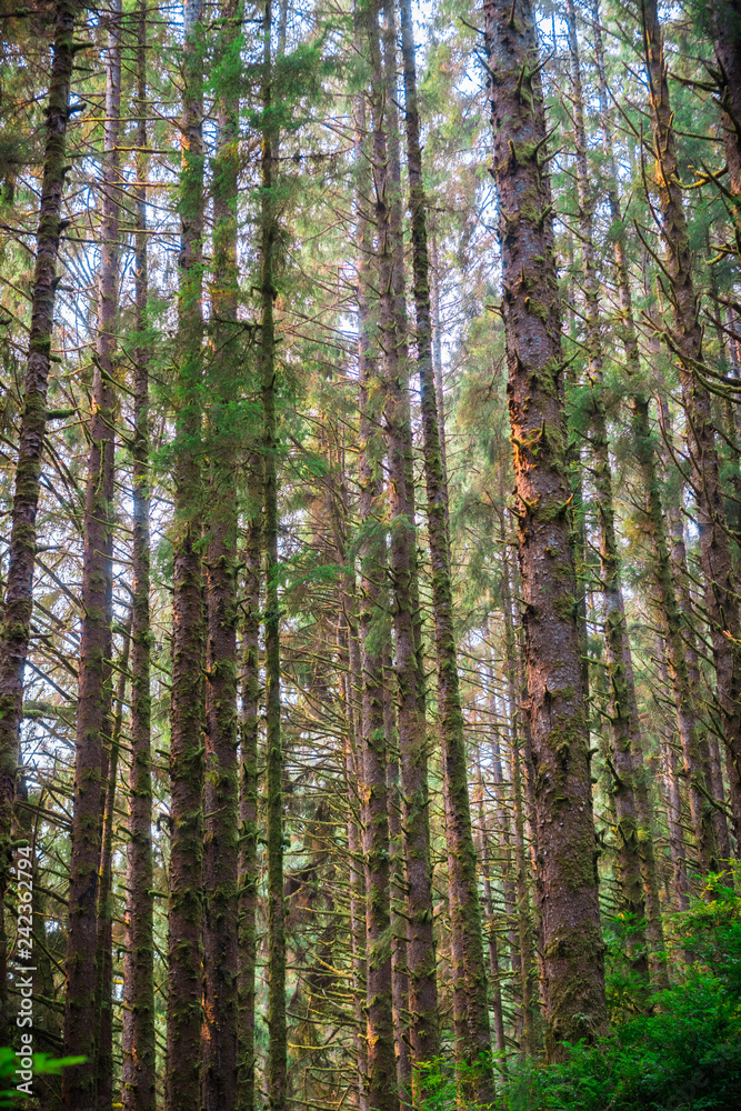 Dense forest, Prairie Creek Redwoods State Park, California Dense forest, Prairie Creek Redwoods State Park, California