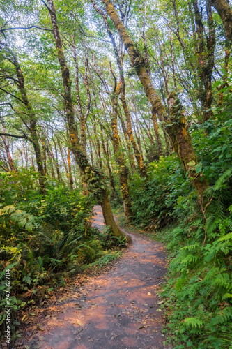 Hiking path through a verdant forest, Prairie Creek Redwoods State Park, California