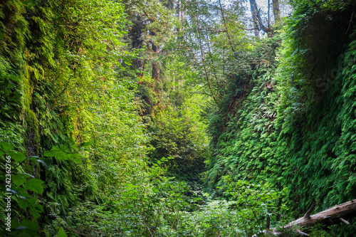 Canyon walls covered in five finger ferns, Fern Canyon, Prairie Creek Redwoods State Park, California
