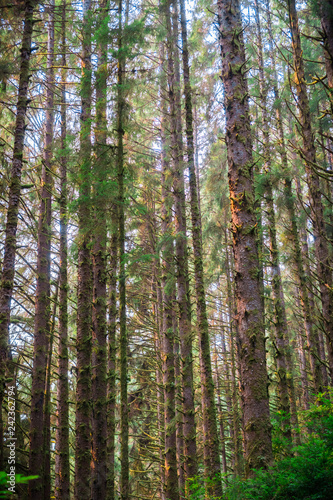 Dense forest  Prairie Creek Redwoods State Park  California
